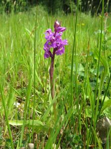 Dactylorhiza majalis