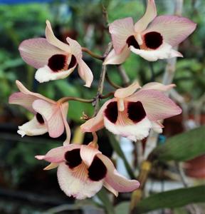 Dendrobium pulchellum