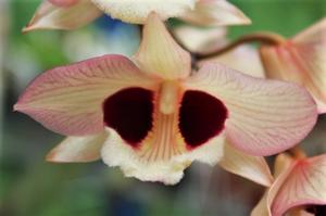 Dendrobium pulchellum