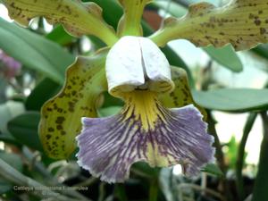 Cattleya schilleriana