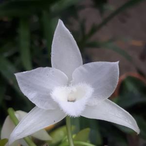 Dendrobium parishii