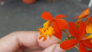 Epidendrum radicans