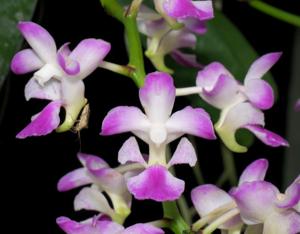 Aerides crassifolia