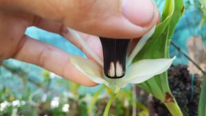 Coelogyne usitana