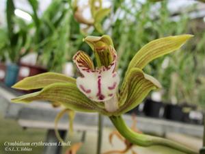 Cymbidium erythraeum