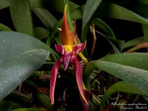 Bulbophyllum nymphopolitanum