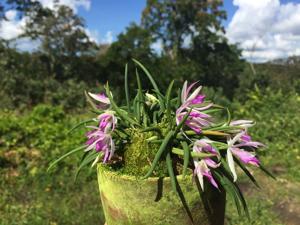 Leptotes pohlitinocoi