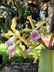 Cattleya grandis