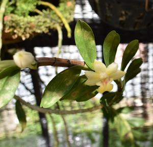Dendrobium lohokii