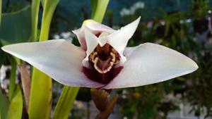 Maxillaria sanderiana