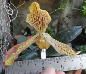 Paphiopedilum josianae