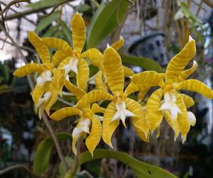 Trichoglottis fasciata