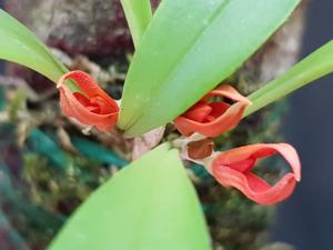 Specklinia tribuloides