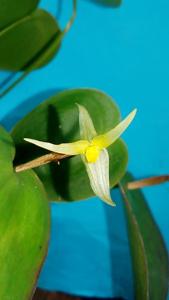 Pleurothallis index