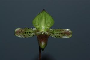 Paphiopedilum sugiyamanum