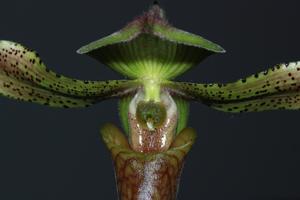 Paphiopedilum sugiyamanum