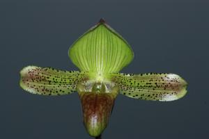 Paphiopedilum sugiyamanum