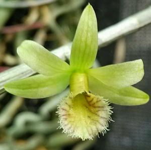 Dendrobium macrostachyum