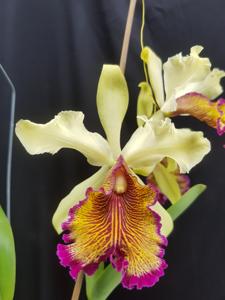 Cattleya dowiana var. aurea