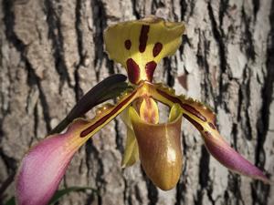 Paphiopedilum tigrinum