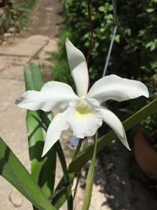 Cattleya purpurata