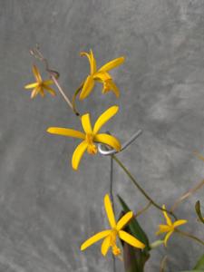 Cattleya vasconcelosiana