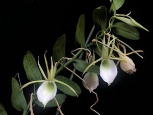 Angraecum infundibulare