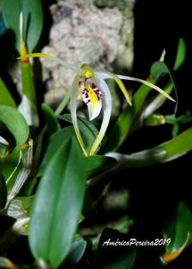 Dendrobium phalangillum