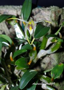 Dendrobium phalangillum