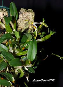 Dendrobium phalangillum