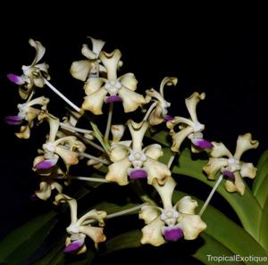 Vanda ustii