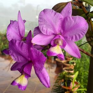 Cattleya nobilior