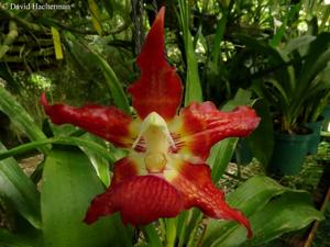 Huntleya wallisii