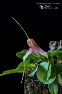 Masdevallia decumana