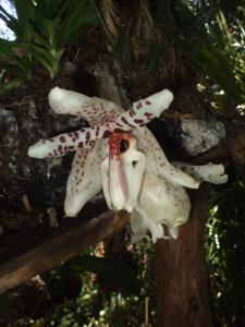 Stanhopea martiana