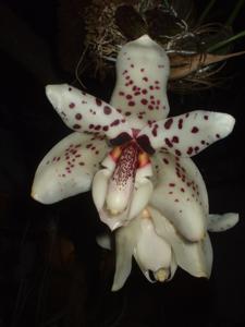 Stanhopea martiana