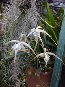 Brassavola appendiculata