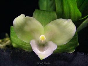 Lycaste angelae