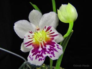 Miltoniopsis phalaenopsis