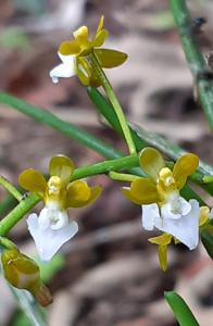 Cleisostoma teretifolium