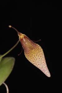 Restrepia dodsonii