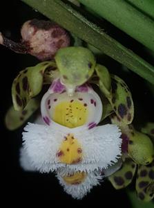 Gastrochilus bellinus