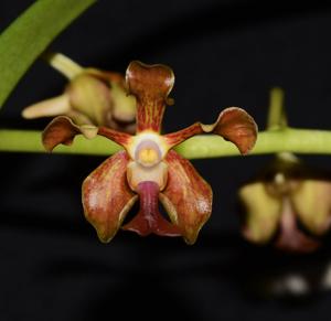 Vanda liouvillei