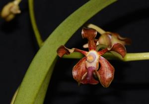 Vanda liouvillei