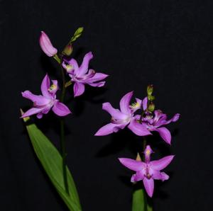 Calopogon tuberosus