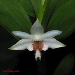 Dendrobium daimandaui