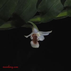 Dendrobium daimandaui