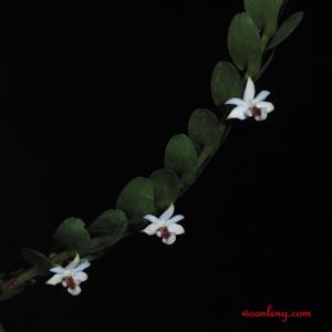 Dendrobium daimandaui