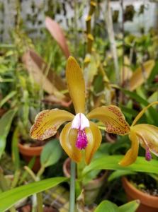 Cattleya porphyroglossa