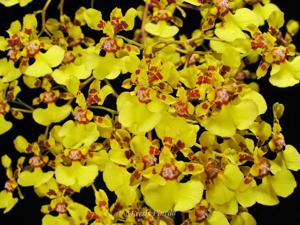 Oncidium obryzatum